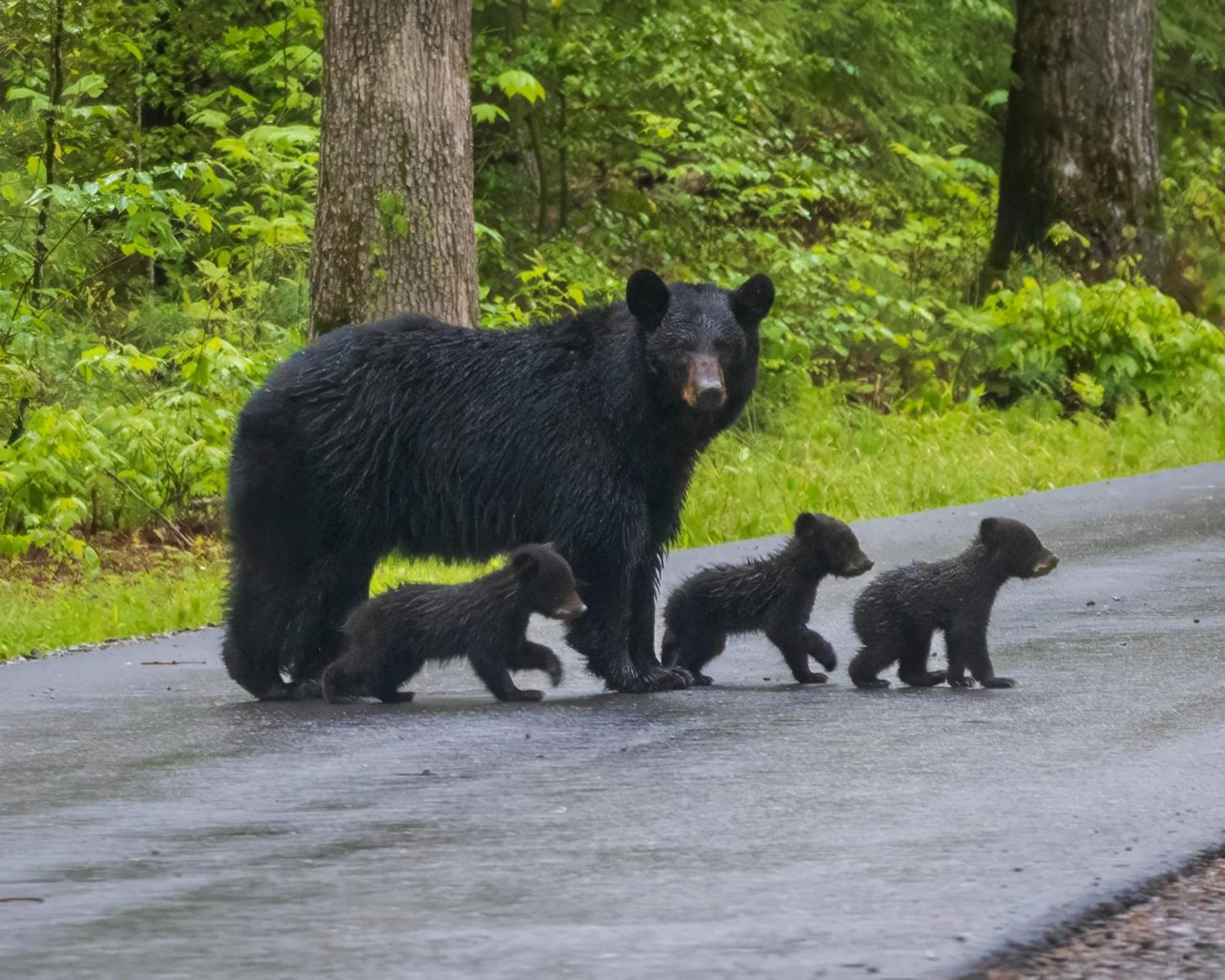 Bear Den, Hot Tub, 1089 Of Free Attraction Tickets For Each Paid Day, Dollywood And More! Сев'єрвілл Екстер'єр фото